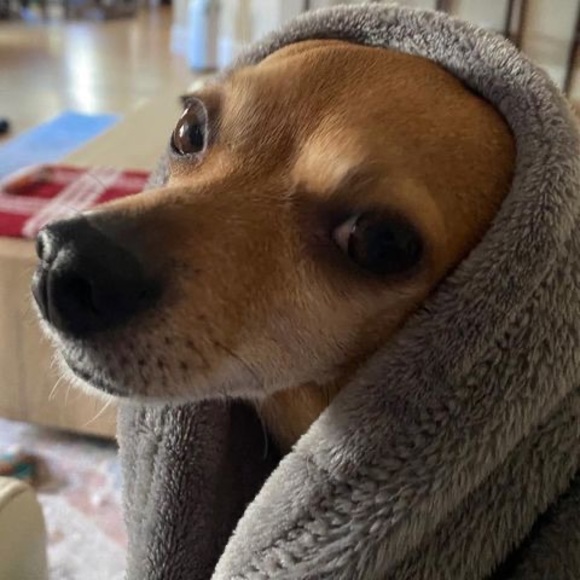 Meet your Posher, Lisa - Picture 1 of 1